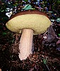 marone - (c) m mueller.jpg